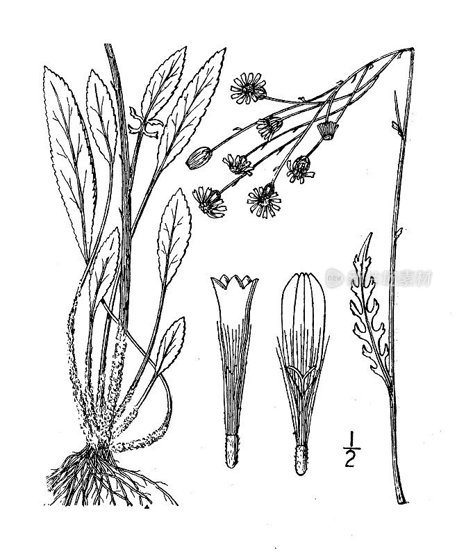 古董植物学植物插图:Senecio Smallii, Small的Squaw-weed